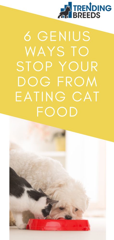 Hiding Cat Food From Dog, Hide Cat Food From Dog, Diy Dog Proof Cat Food Station, Keep Dog Out Of Cat Food, Dog Proof Cat Feeding Station, Cat Food Station Dog Proof, Cat Feeder Dog Proof, Dog Proof Cat Feeder, Cat Feeding Station Dog Proof