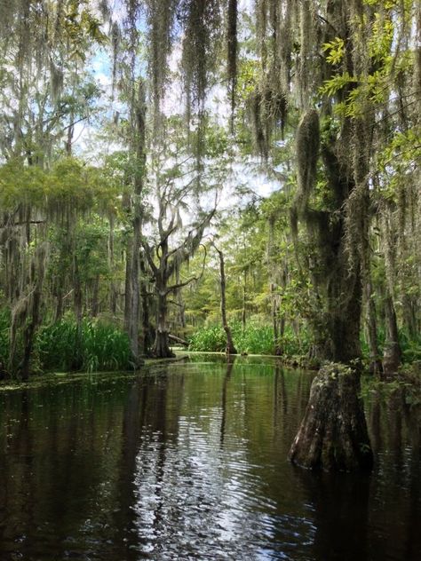 Louisiana Swamp, Louisiana Bayou, Mangrove Swamp, Go Karts, Florida Living, Cypress Trees, Spanish Moss, Electric Vehicles, Dirt Bikes