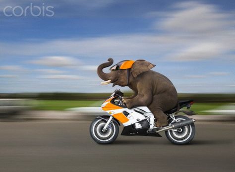 Elephant Rider Concept Art | Elephant riding motorcycle Funny Websites, Funny Elephant, Elephants Never Forget, Elephant Ride, Elephant Walk, Elephant Pictures, Funny Sites, Elephant Illustration, Slaap Lekker