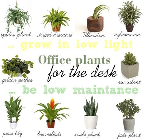 Low light plants for office desk - home office - Find A Way by JWP Plants For Office Desk, Best Desk Plants, Plants For Office, Indoor Office Plants, Work Cubicle Decor, Best Office Plants, Office Plants Desk, Cubicle Office, Work Desk Decor