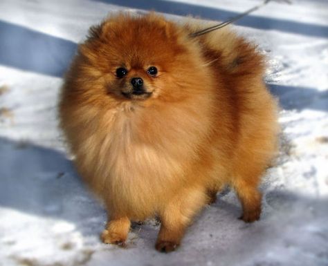 Teddy Bear Pomeranian, Pomeranian Types, Pomeranian Husky, Tricolor Pomeranian, Orange Pomeranian, Pomeranian Breed, Pomeranian Puppy Teacup, Dark Brown Pomeranian, Blue And Tan Pomeranian