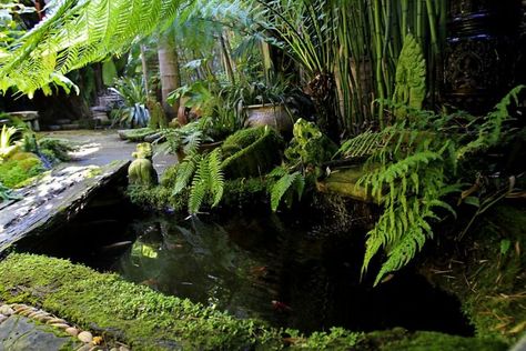 California Garden Design, Dragonfly Pond, Reflection Pond, Forest Pond, Small Tropical Gardens, Pond Garden, Tropical Garden Design, California Garden, Forest Plants