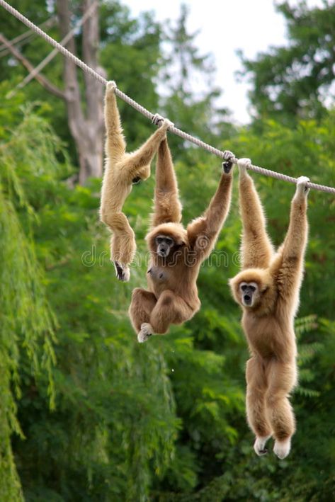 Gibbon monkeys. Gibbon monkey family hanging on rope , #spon, #monkey, #monkeys, #Gibbon, #rope, #hanging #ad Jungle Animals Pictures, Anime Pets, Monkey Pet, Funny Animal Pics, Pet Anime, Cute Animal Art, Monkey Pictures, Pet Halloween Costumes, Pet Monkey