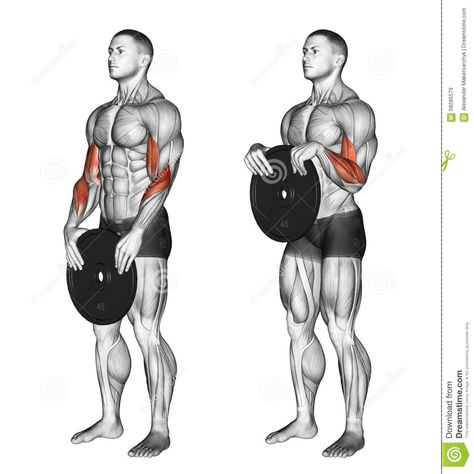 Photo about Reverse plate curls. Exercising for bodybuilding Target muscles are marked in red. Illustration of shoulder, biceps, place - 68285579 Big Biceps Workout, Red Illustration, Forearm Workout, Shoulder Exercises, Gym Workout Chart, Gym Workouts For Men, Weight Training Workouts, Aerobics Workout, Body Workout Plan