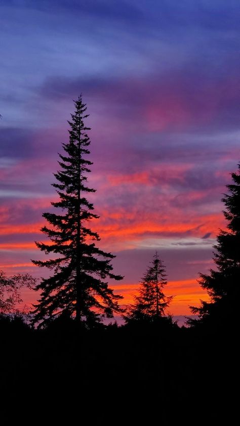 Minimal Nature Photography, Sunset Through Trees, Sunset Sky Photography, Sunset Skies, Sky Art Painting, Forest Sunset, Nc Mountains, Pastel Landscape, California Art