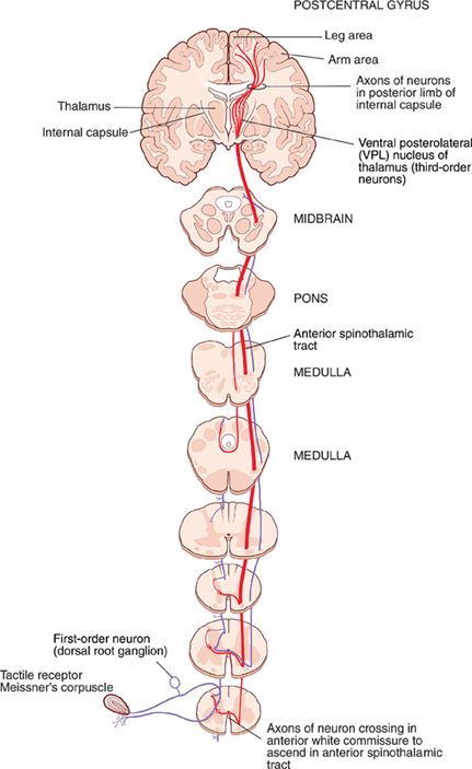 Somatosensory System, Spinothalamic Tract, Neurological Assessment, Matt Ross, Anatomy Education, Medical Words, Basic Anatomy And Physiology, Medical Student Study, Brain Anatomy