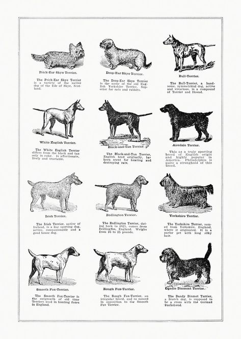 Dog breeds poster. Digitally enhanced from our own original copy of The Open Door to Independence (1915) by Thomas E. Hill. | free image by rawpixel.com Dog Breed Poster, Veterinary Office, English Terrier, Terrier Breeds, Dog Poster, Open Door, Vintage Dog, Gifts For Dog Owners, Vintage Wall Art