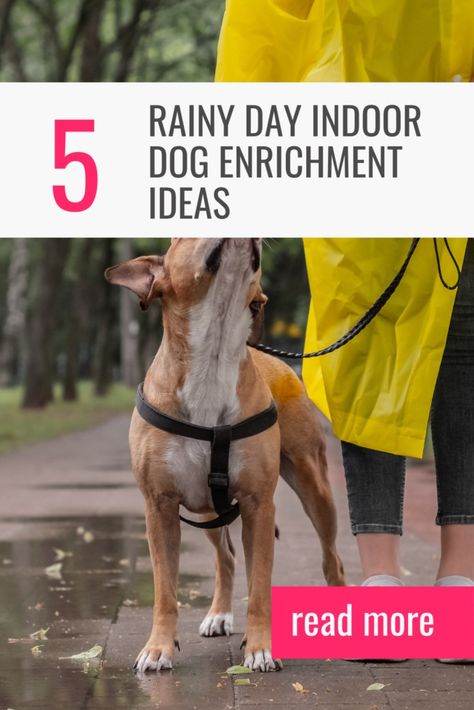 5 rainy day dog enrichment activities, showing a dog and a woman in a raincoat Rainy Outside, Canine Enrichment, Brain Games For Dogs, Dog Minding, Mom Lifestyle, Dog Enrichment, Enrichment Activities, On A Rainy Day, Rescue Dog