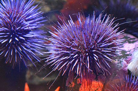 Purple Sea Urchin – Oregon Conservation Strategy Aaron Kwok, Purple Sea Urchin, Purple Sea, Drawing Conclusions, Sea Urchins, History Images, Sea Horse, Sea Urchin, Colorful Fish