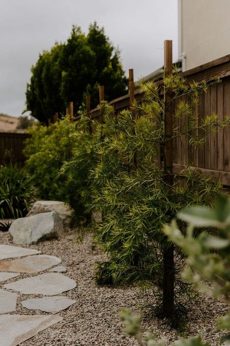 A new podocarpus hedge provides a lush backdrop to the neutral tones and adds some privacy from the neighbors. See more of this project on our site! #landscapedesign #gardendesign #frontyardideas Front Yard Hedges Privacy, Rear Yard Landscaping, Podocarpus Landscaping, Podocarpus Hedge, Front Yard Hedges, Hedges Landscaping, Privacy Hedge, Privacy Landscaping, Flagstone Patio