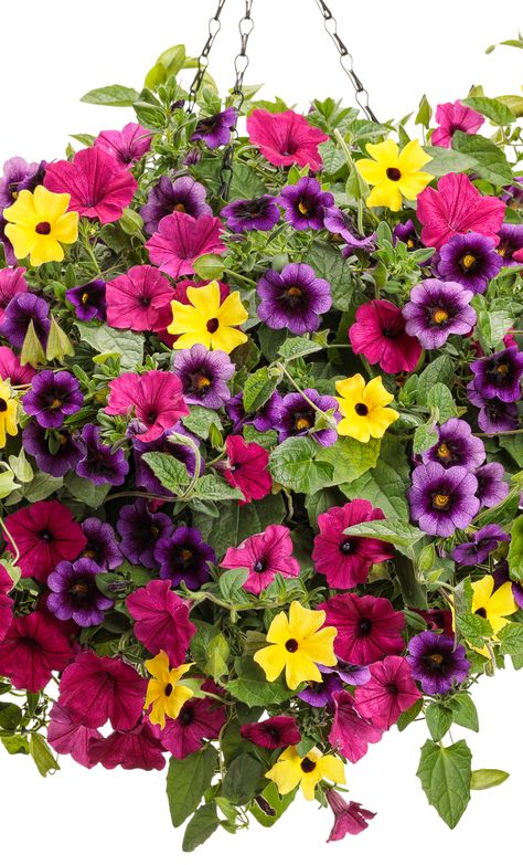 Purple Pink Yellow Flower Garden, Grape Punch, Purple Combination, Fall Flowers Garden, Wild Flower Meadow, Color Explosion, Hanging Flower Baskets, Container Gardening Flowers, Plants For Hanging Baskets