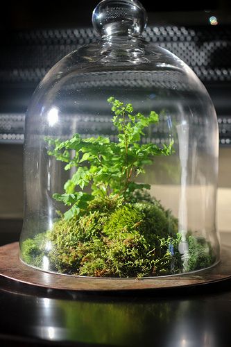 20120310-IMG_4458 | Flickr - Photo Sharing! Cloche Terrarium, Silk Orchids Arrangements, Maidenhair Fern, Spring Centerpiece, Dish Garden, Moss Garden, Glass Cloche, Garden Terrarium, Grand Rapids Michigan