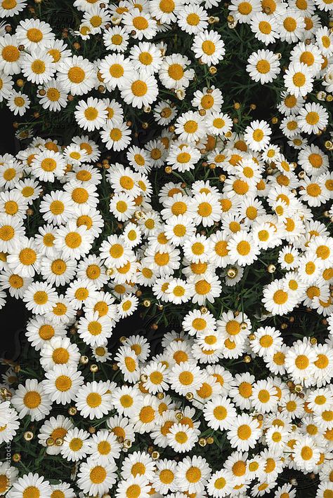 Summer flowers background of white daisies by Marcel for Stocksy United Iphone Background Quote, Flower Background Iphone, Daisy Wallpaper, White Petals, Flowers Background, Starting A Garden, Yellow Daisies, White Daisies, Yellow Heart