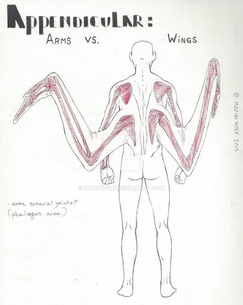 Fantasy Anatomy, Human Wings, Wing Anatomy, Winged People, Wings Drawing, Turtle Art, Anatomy Drawing, 판타지 아트, Creature Concept