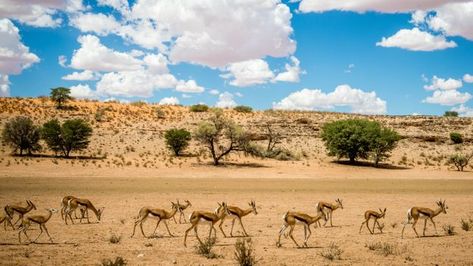 The semi-desert terrain of what is now Kgalagadi Transfrontier Park was once the home of the ǂKhomani people (Credit: Credit: Edwin Remsberg/Getty Images) Desert Terrain, Smiling People, Heritage Center, Cultural Diversity, Kids Story Books, Southern Africa, Natural Resources, Come And See, View Image