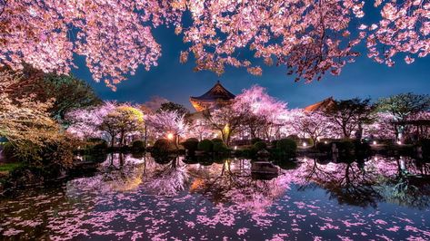 Sakura blossom in Kyoto - 9GAG Famous Wallpaper, Japan Wallpaper, Japan Cherry Blossom, Cherry Blossom Wallpaper, Cherry Blossom Japan, Wallpapers Ipad, Japan Garden, Backgrounds Iphone, Japanese Temple