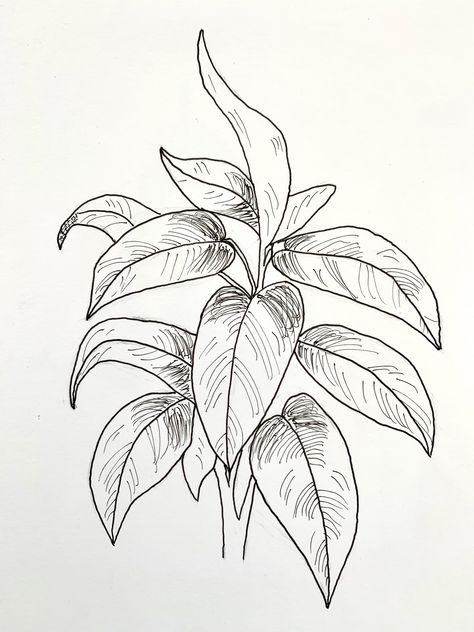 How To Draw Philodendron, Philodendron Tattoo, Plants Outline, Plants Tattoo, Sketching Practice, Plant Sketches, Stencil Outline, Arrowhead Plant, Plant Tattoo