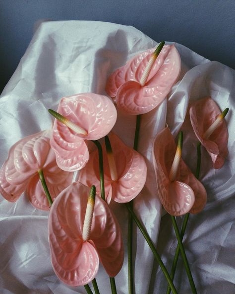 @_flowerandland on Instagram: “Anthurium of dreams 🍦🍦🍦” Pink Anthurium, Boutonniere, Flower Girl, Floral, Pink, Flowers, 10 Things, Plants, Instagram