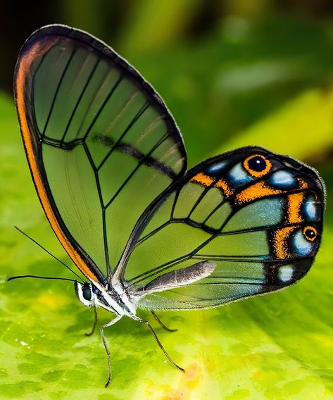 Glasswing Butterfly, Cool Insects, Beautiful Butterfly Pictures, Beautiful Butterfly Photography, Butterfly Species, Butterfly Photos, Most Beautiful Animals, Beautiful Bugs, Butterfly Pictures