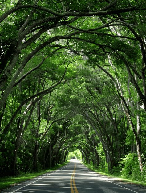 A Scenic Drive Through Florida's Tree Tunnel Tunnels Beach, Tunnel Of Trees, Scary Bridges, Florida National Parks, Florida Trees, Tree Tunnel, The Martin, Drive Through, Old Florida