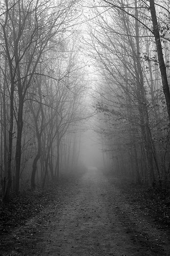 Untitled follow http://pinterest.com/ahaishopping/ Dark Forests, Fog Forest, Dark Naturalism, Dark Places, Dark Photography, Beautiful View, Dark Forest, Dark Wallpaper, Washington State