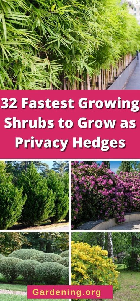 Privacy Trees Between Houses Wall, Privacy Trees That Grow In Shade, Tall Evergreen Shrubs For Privacy, Corner Lot Landscaping For Privacy, Shade Trees Fast Growing, Fenceline Landscaping Ideas, Privacy Hedges Fast Growing, Front Garden Designs, Evergreen Trees For Privacy