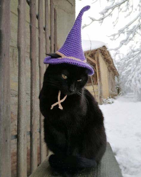 Witch Hat For Cat, Costume For Cats, Hats For Cats, Hat For Cat, Cat Dog Costume, Halloween Hat, Cats Pet, Cat Halloween, Cat Hat