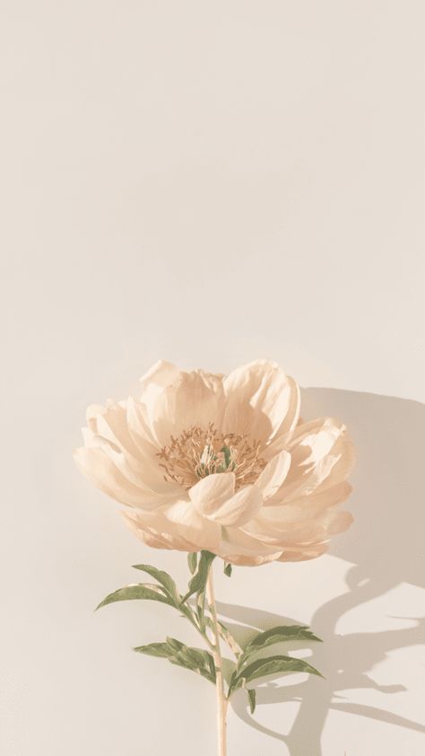 50 Neutral Spring Phone Wallpapers » Lady Decluttered Creamy Beige Aesthetic, One Flower Wallpaper, Beige Asthetics Wallpaper, Neutral Flower Wallpaper, Neutral Wallpaper Aesthetic, Neutral Color Aesthetic, Laura Aesthetic, Earthy Wallpapers, Clean Aesthetic Wallpaper