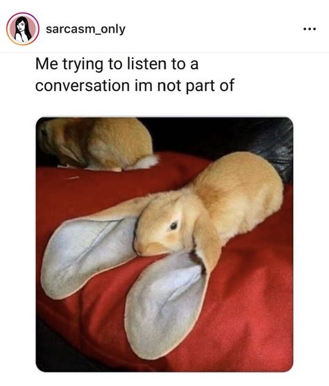 English Lop Rabbit, Funny Bunnies, Funny Animal Memes, Cute Animal Pictures, Funny Animal Pictures, 귀여운 동물, Animal Memes, Cute Funny Animals, Animals Friends