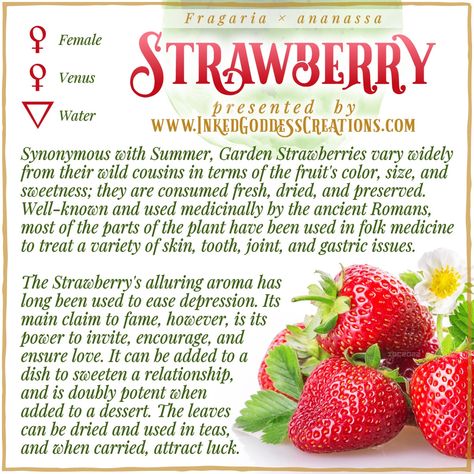 A graphic about the Strawberry featuring a stock image of ripe strawberry fruit and flowers against a white background. The text details strawberry's magickal correspondences and uses. Presented by Inked Goddess Creations. Herbal Witch, Kitchen Witch Recipes, Magickal Herbs, Witch Herbs, Strawberry Summer, Plant Magic, Magic Herbs, Kitchen Witchery, Magical Herbs