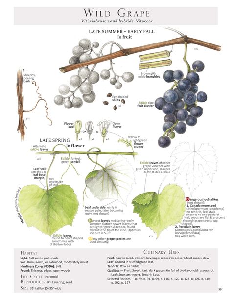 Wild Grape Leaf page from our book Foraging & Feasting: A Field Guide and Wild Food Cookbook by Dina Falconi; illustrated by Wendy Hollender Wendy Hollender, Grape Plant, Edible Wild Plants, Kitchen Witchery, Wild Strawberry, Illustration Botanique, Grape Leaf, Growing Grapes, Wild Edibles