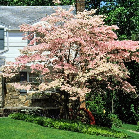 Flowering trees and shrubs are some of the best signs of spring, with their surefire color each year: http://www.bhg.com/gardening/trees-shrubs-vines/trees/best-flowering-trees-shrubs/?socsrc=bhgpin040615floweringdogwood&page=3 White Flowering Trees, Flowering Dogwood, Garden Escape, Dogwood Tree, Pink Dogwood, Dogwood Trees, Have Inspiration, Ornamental Trees, Garden Trees