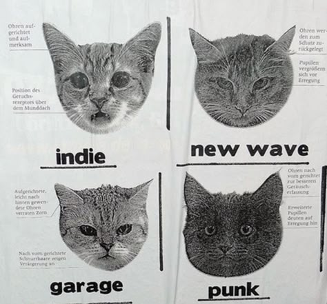 Punk Cats, Garage Punk, Mysterious Girl, Aesthetic Indie, Silly Cats, Indie Rock, New Wave, Cool Cats, Cute Cats