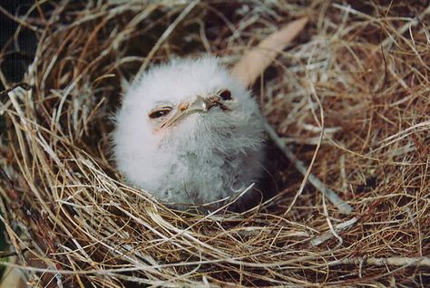 Tawny Frogmouth Nocturnal Birds, Bird Sitting, Poems Beautiful, Baby Bird, Silly Animals, Baby Chicks, Cute Owl, Cute Birds, Little Birds