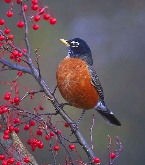 Robin Bird and berries. Robins are very sharp eyed birds. They have excellent color vision and can tell how ripe or sweet a berry is to be eaten! American Robin, State Birds, Robin Bird, Kinds Of Birds, Backyard Birds, Bird Pictures, Exotic Birds, Pretty Birds, Bird Photo