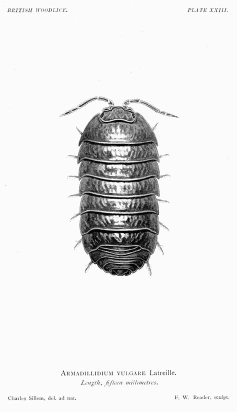 Woodlice Tattoo, Pill Bug Aesthetic, Pill Bug Drawing, Isopod Drawing, Pill Bug Tattoo, Isopod Tattoo, Insect Illustration, Bug Wall, Bugs Drawing