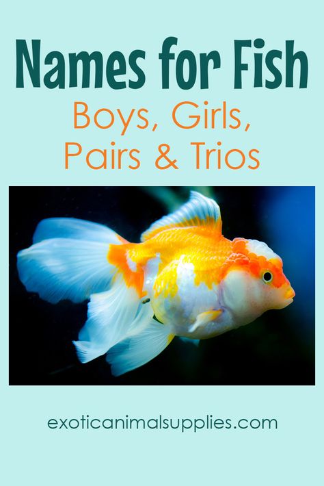 300+ Names for Fish – Funny & Unique Names for Boys & Girls, as well as pairs and trio. Find the perfect name on our list. Funny Pet Names, Unique Names For Boys, Goldfish Names, Fish Names, Fish Funny, Oscar Fish, Unique Boy Names, Names For Boys, Guppy Fish