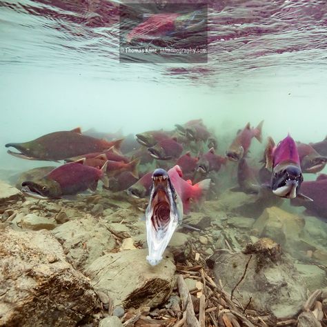 Sockeye Salmon (Oncorhynchus nerka) emerging from glacial water in a staging area. Gaping male signaling his dominance is at the lead. Aspect Ratio = 1:1. Salmon Pictures, Red Salmon, Salmon Run, Sockeye Salmon, Salmon Fish, Phish, Creature Feature, Red Fish, Marine Animals