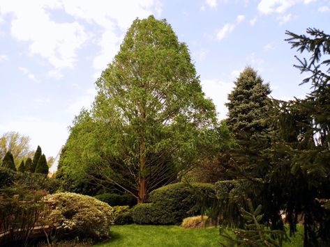 Tree Spotlight: Dawn Redwood - Canopy : Canopy Tree Landscaping Ideas, Tree Spotlight, Dawn Redwood, Plant Biology, Sequoia Tree, Ellicott City, Redwood Tree, Fast Growing Trees, Redwood Forest