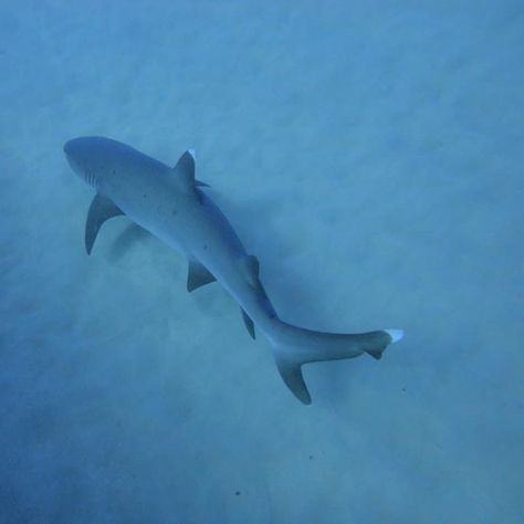 Shark Wednesday, White Tip Reef Shark, Reef Shark, Tumblr Pics, White Tip, Honolulu Hawaii, Pretty Photos, Sealife, Scuba Diving