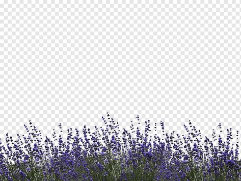 English Lavender Plant, Lavender Png, Png Landscape, Landscape Lavender, Photoshop Landscape, Lavender Bush, Texture Photoshop, Plant Texture, Purple Wisteria