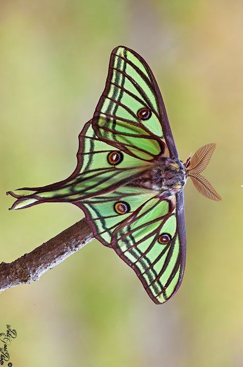 Spanish Moon Moth Spanish Luna Moth, Spanish Luna Moth Tattoo, Luna Moth Art The Moon, Luna Moth Photography, Moth Reference Photo, Spanish Moon Moth Tattoo, Moth Photo, Spanish Moon Moth, Colorful Moths