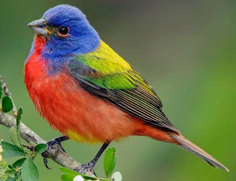 Painted Bunting Wild Birds Photography, Bunting Bird, Painted Bunting, Humming Bird Feeders, Bird Pictures, Small Birds, Bird Photography, Nature Images, Art Challenge