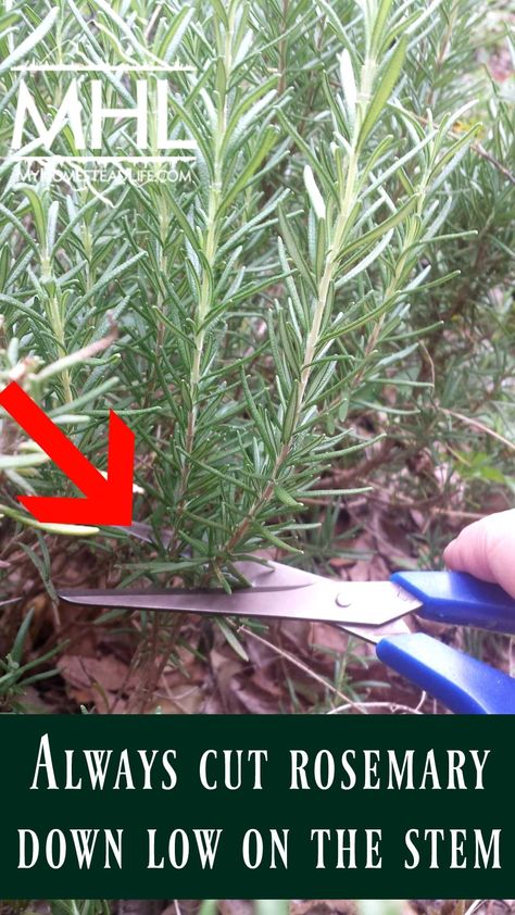 Growing Rosemary, Rosemary Plant, Garden Tattoo, Aesthetic Garden, Astuces Diy, Landscaping Garden, Garden Aesthetic, Herbs Indoors, Home Vegetable Garden