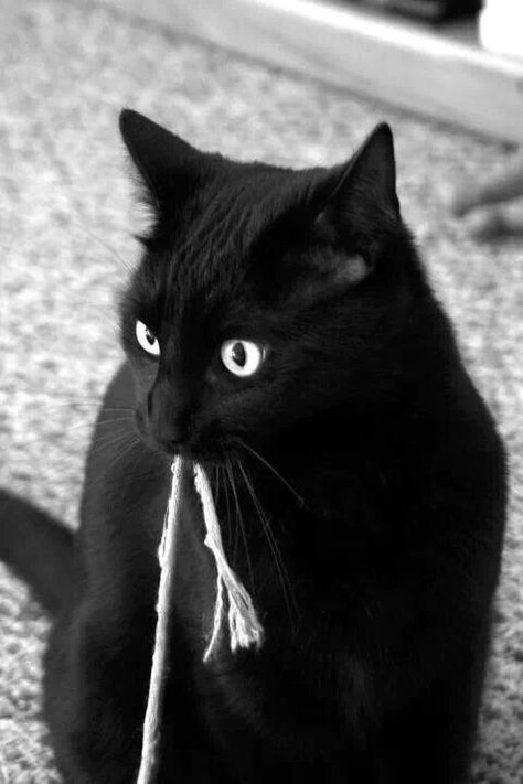 renesoto Black Cat Playing, Cat Behaviour, All Black Cat, Crazy Eyes, A Black Cat, Black Kitten, White Cats, Funny Cat Memes, Cat Playing