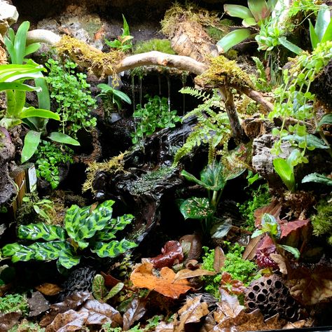 Dart Frogs Terrarium, Dart Frogs Vivarium, Dart Frog Vivarium Waterfall, Bioactive Vivarium Frog, Dart Frog Enclosure, Poison Dart Frog Vivarium, Frog Vivarium Ideas, Waterfall Vivarium, Bioactive Crested Gecko Tank