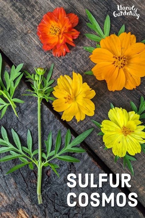 Growing Sulfur Cosmos - Pollinator Plant Profile - Unruly Gardening Cosmos Plant, Pollinator Plants, Border Plants, Pollinator Garden, Wonderful Flowers, Organic Gardening Tips, Ornamental Plants, Propagating Plants, Bright Flowers