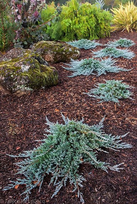 Planting Slopes, Creeping Juniper, Juniperus Horizontalis, Sequoiadendron Giganteum, Oregon Garden, Conifers Garden, Blue Foliage, Landscaping Trees, Rock Garden Landscaping