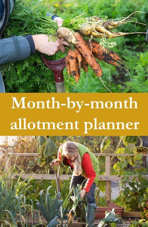 Epsom Salt Diy, Allotment Ideas Inspiration, Allotment Planner, Allotment Design, Allotment Plan, Garden Allotment, Tomato Gardening, Allotment Ideas, Backyard Gardens