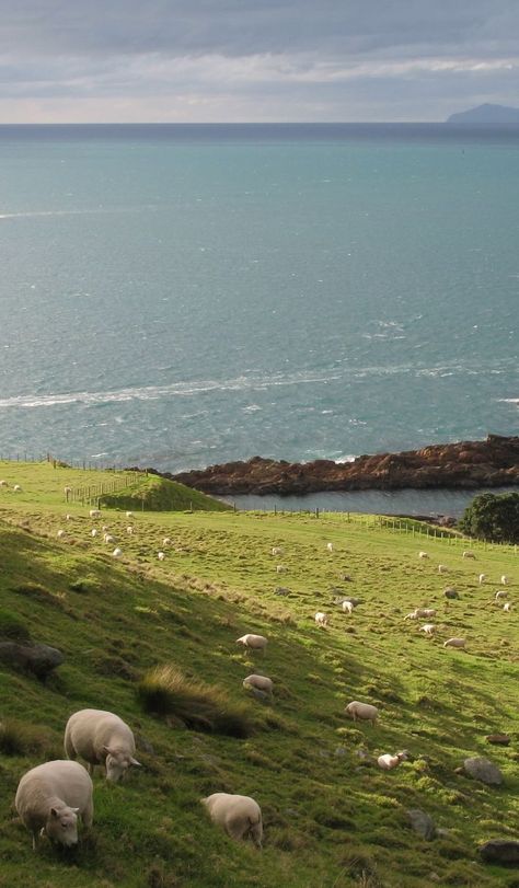 Sheeps near the Sea, North Island NZ England Aesthetic, Wallpaper Iphone Summer, Hapkido, Have Inspiration, Pretty Landscapes, Fast Forward, Alam Yang Indah, Landscape Wallpaper, Nature Aesthetic